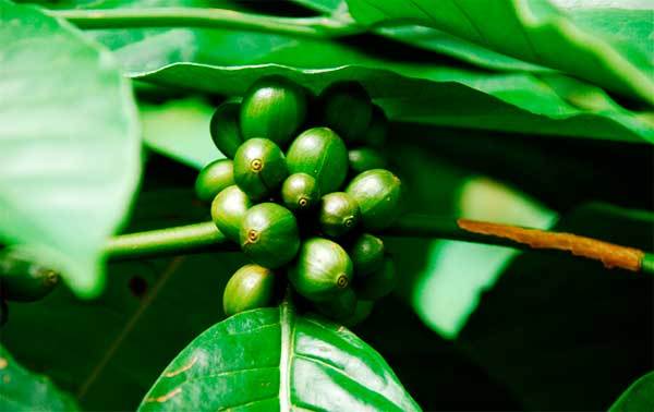 Зелена кава для схуднення: корисні властивості зеленого кава, роль зеленої кави в боротьбі із зайвою вагою, шкода зеленого кава 