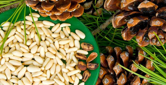 Кедрові горіхи: калорійність, користь і шкода для організму, протипоказання