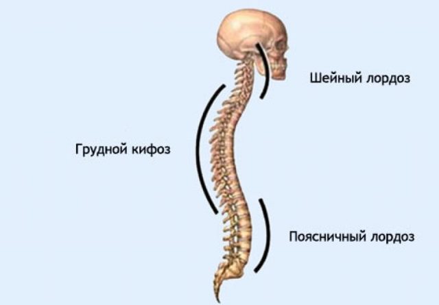 2 кифоза. Лордоз шейного позвоночника. Шейный лордоз и кифоз. Лордоз шейного отдела и поясничного отдела позвоночника. Отделы позвоночника человека лордоз кифоз.