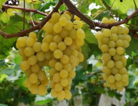 Кишмиш - корисні властивості і хімічний склад винограду, протипоказання до вживання