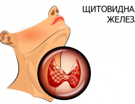 Узі щитовидної залози: основні показання, підготовка, розшифровка і таблиця норм