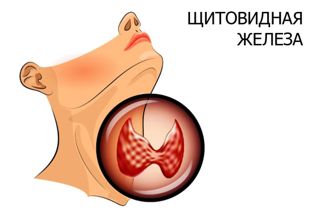 Узі щитовидної залози: основні показання, підготовка, розшифровка і таблиця норм