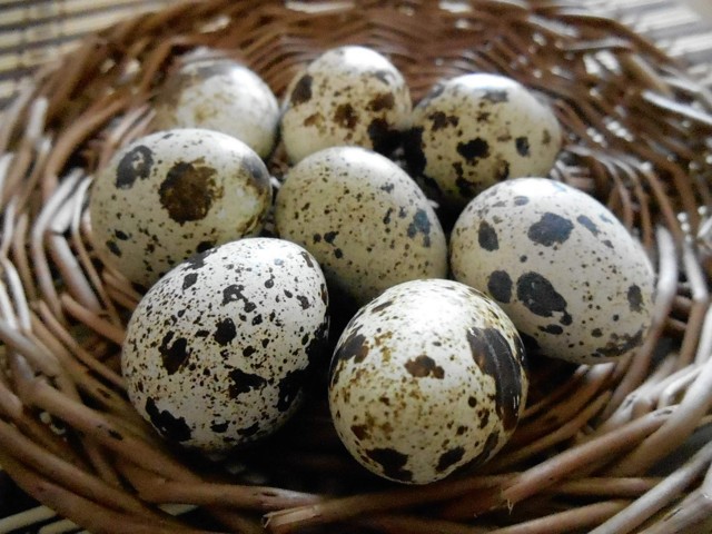 Перепелині яйця: калорійність, користь і шкода для здоров'я, як вживати при схудненні