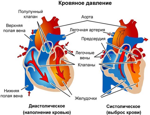 Сердечне тиск і як його знизити при нормальному верхньому (що робити)