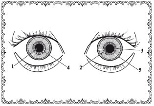 Іридодіагностика (схема райдужної оболонки ока): суть діагностики, карта рогівки