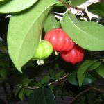Пітангі: харчова цінність суринамської вишні, корисні властивості, можливу шкоду