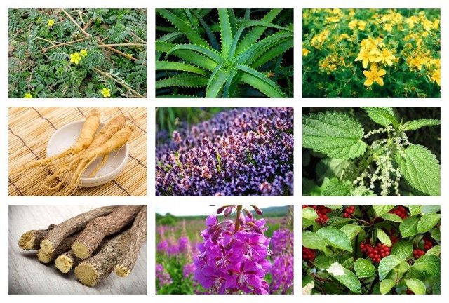 Народні засоби для підвищення потенції: лікарські рослини, сода, таблетки