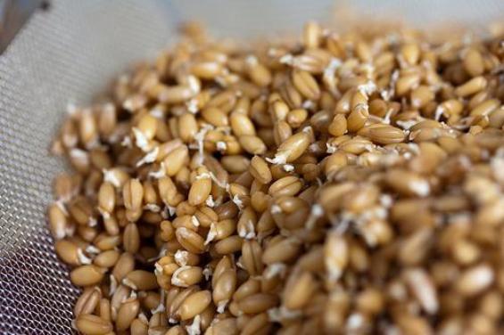 Користь і шкода пророщеної пшениці, як вживати пророщену пшеницю
