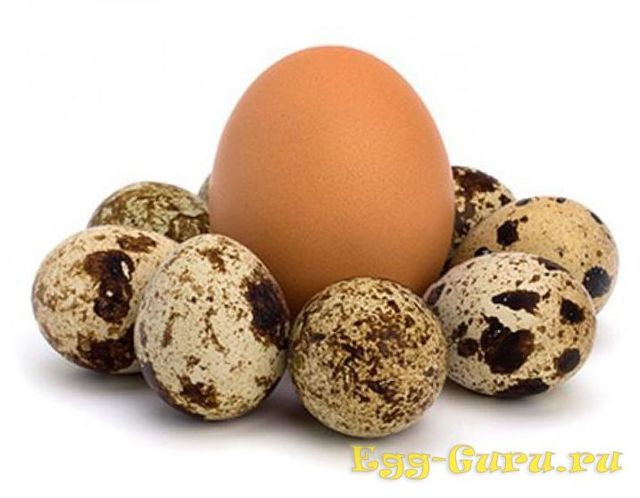 Перепелині яйця - харчова цінність продукту, шкода і користь, порівняння з курячими