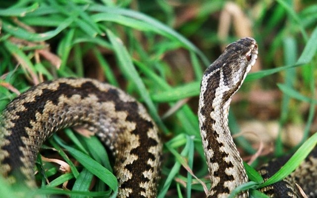 Перша допомога при укусі змії: що робити при укусі отруйної змії, вужа, кобри