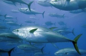 Тунець: користь і шкода, харчова цінність, склад, протипоказання до вживання тунця