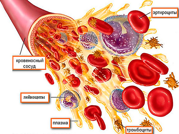 Чому нейтрофіли знижені у дитини, їх норма в крові, причини підвищення