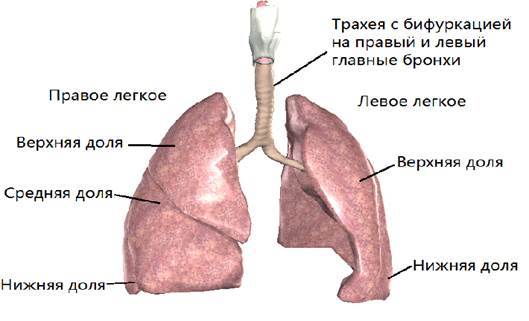 Ателектаз легенів: причини, симптоми, лікування, ателектаз легенів у дітей